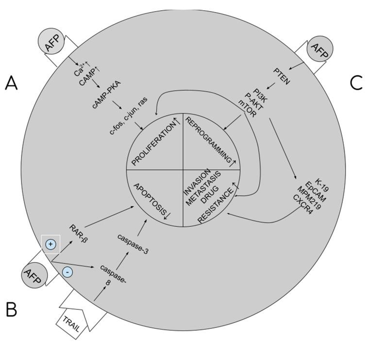 https://cdn.ncbi.nlm.nih.gov/pmc/blobs/8770/9917199/77569648aa7c/ijms-24-02539-g001.jpg