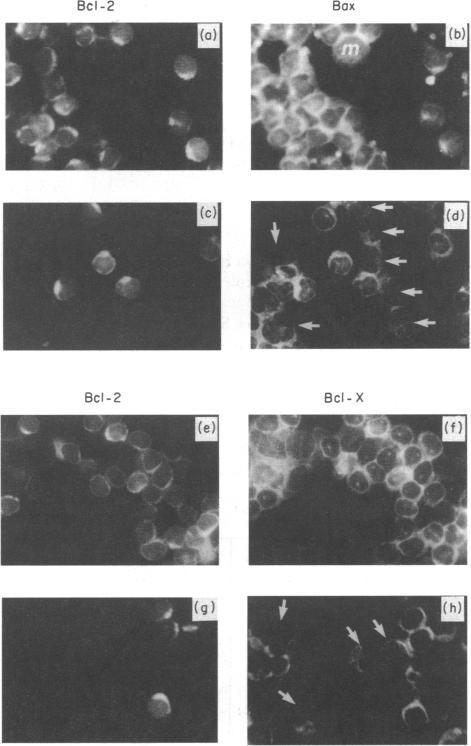 https://cdn.ncbi.nlm.nih.gov/pmc/blobs/877e/1456646/c0f809b78d27/immunology00035-0035-b.jpg