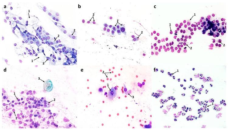 https://cdn.ncbi.nlm.nih.gov/pmc/blobs/8780/10706206/ea15d9de7863/cells-12-02697-g005.jpg