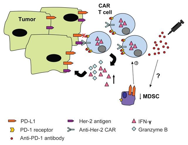 https://cdn.ncbi.nlm.nih.gov/pmc/blobs/8781/3862687/5a1c9aaf1c03/onci-2-e26286-g1.jpg