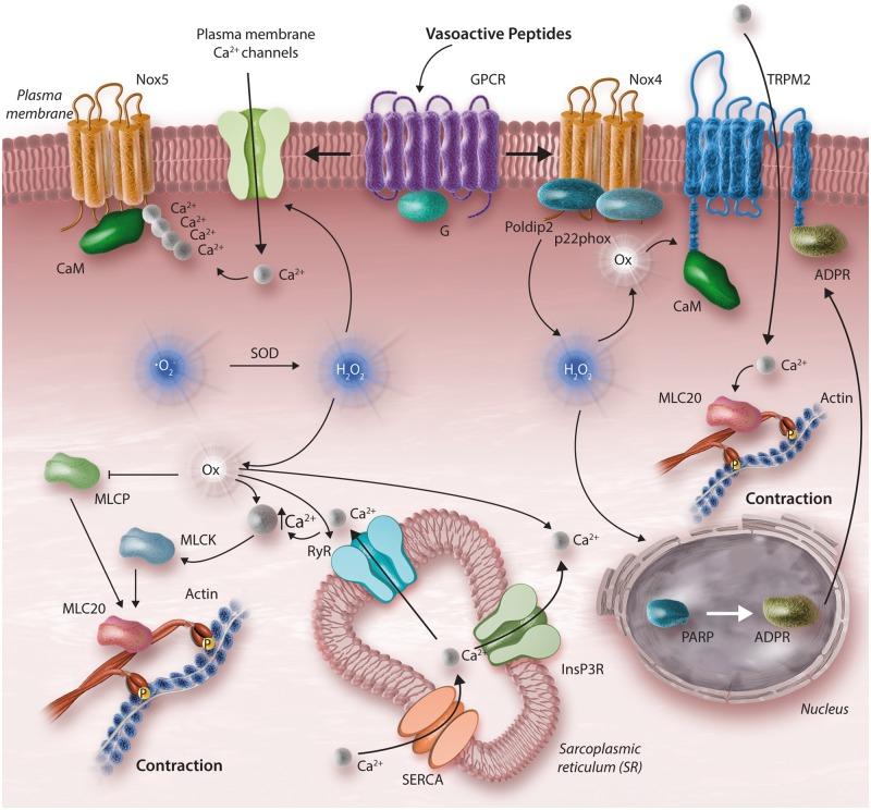 https://cdn.ncbi.nlm.nih.gov/pmc/blobs/8787/5852517/24fa3b631926/cvy023f3.jpg