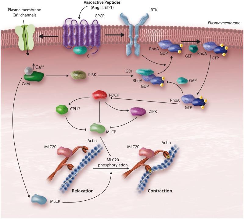 https://cdn.ncbi.nlm.nih.gov/pmc/blobs/8787/5852517/ca5959051979/cvy023f2.jpg