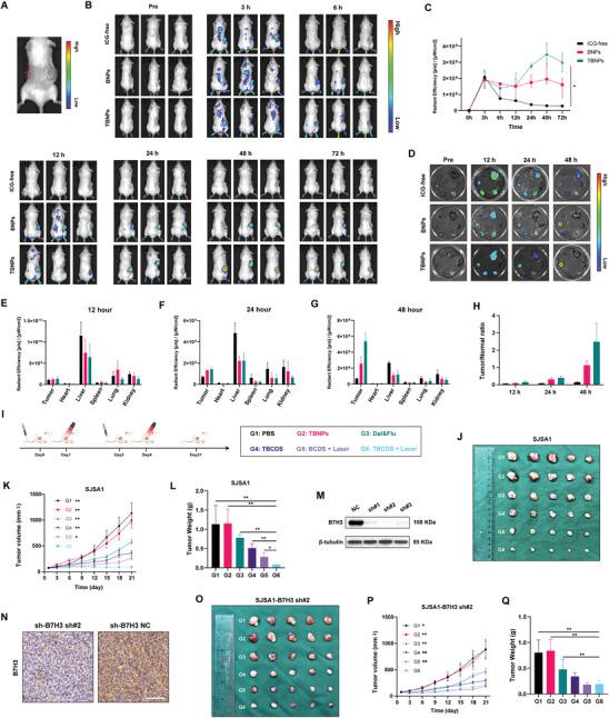 https://cdn.ncbi.nlm.nih.gov/pmc/blobs/8789/11727257/6fcd79dce99b/ADVS-12-2410427-g003.jpg
