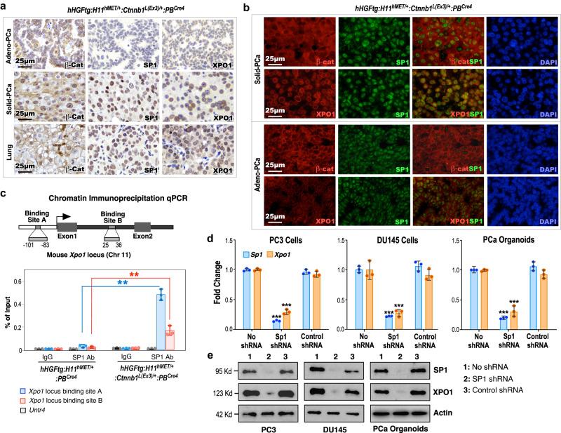 https://cdn.ncbi.nlm.nih.gov/pmc/blobs/878b/10858246/518bf5860efc/41467_2024_45489_Fig5_HTML.jpg