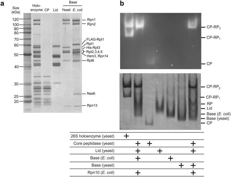 https://cdn.ncbi.nlm.nih.gov/pmc/blobs/8791/3869383/19c2e57108ea/nihms510336f1.jpg