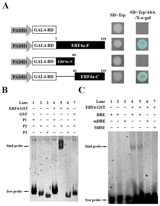 https://cdn.ncbi.nlm.nih.gov/pmc/blobs/8792/12030695/e5feb1ac6574/plants-14-01214-g004.jpg