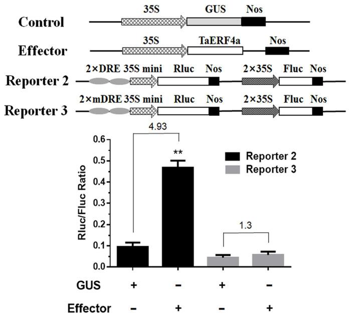 https://cdn.ncbi.nlm.nih.gov/pmc/blobs/8792/12030695/f4f2185531f3/plants-14-01214-g005.jpg