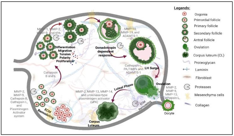 https://cdn.ncbi.nlm.nih.gov/pmc/blobs/8792/12190606/3a35ca8f4344/cells-14-00921-g002.jpg