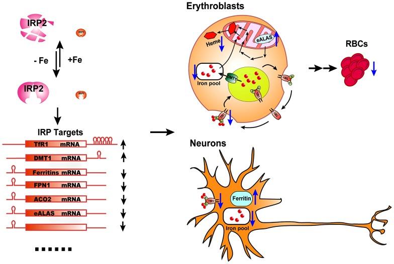 https://cdn.ncbi.nlm.nih.gov/pmc/blobs/8793/4056636/f66f94d8da97/fphar-05-00124-g001.jpg