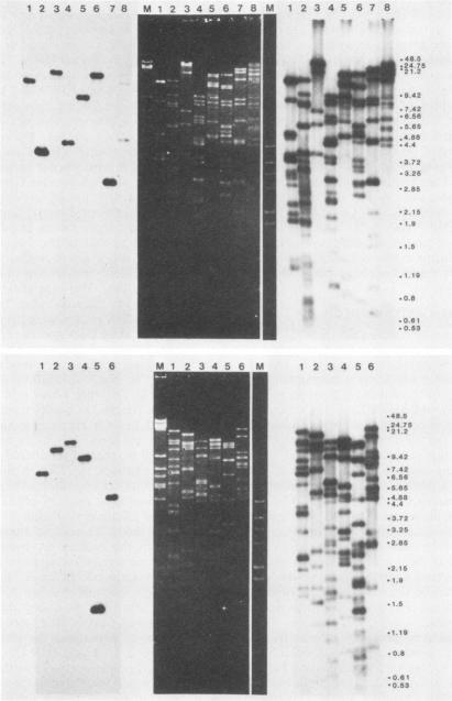 https://cdn.ncbi.nlm.nih.gov/pmc/blobs/8794/254815/29053c358e0b/jvirol00122-0204-a.jpg