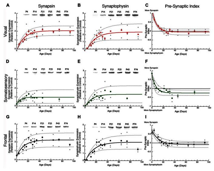https://cdn.ncbi.nlm.nih.gov/pmc/blobs/8794/3664769/eaad917e9e5e/fncir-07-00097-g002.jpg