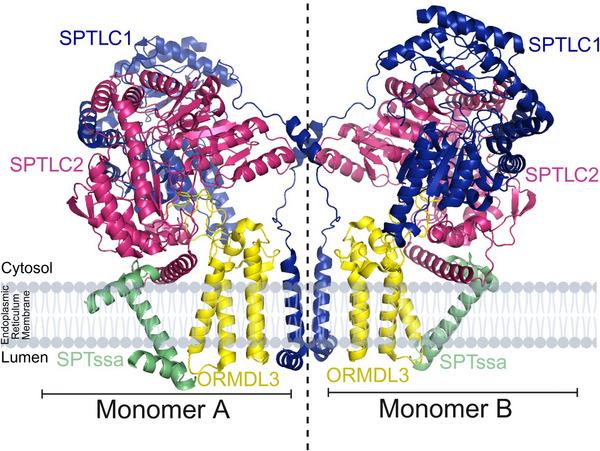 https://cdn.ncbi.nlm.nih.gov/pmc/blobs/8798/12376012/0872fa2f990e/BIES-47-e70036-g003.jpg