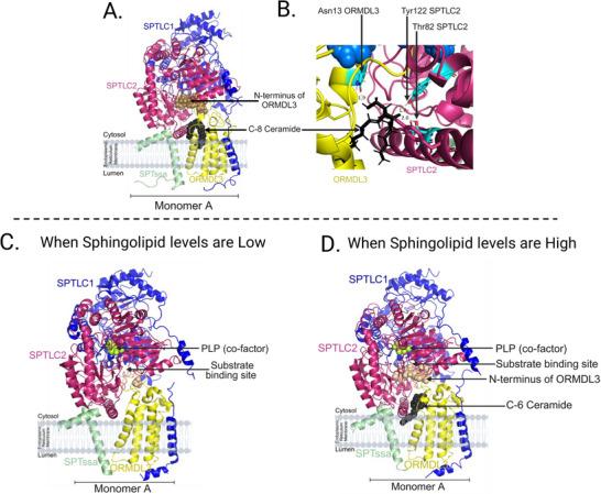 https://cdn.ncbi.nlm.nih.gov/pmc/blobs/8798/12376012/1d28d95f7db9/BIES-47-e70036-g006.jpg