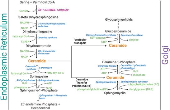 https://cdn.ncbi.nlm.nih.gov/pmc/blobs/8798/12376012/235a114e4af9/BIES-47-e70036-g004.jpg