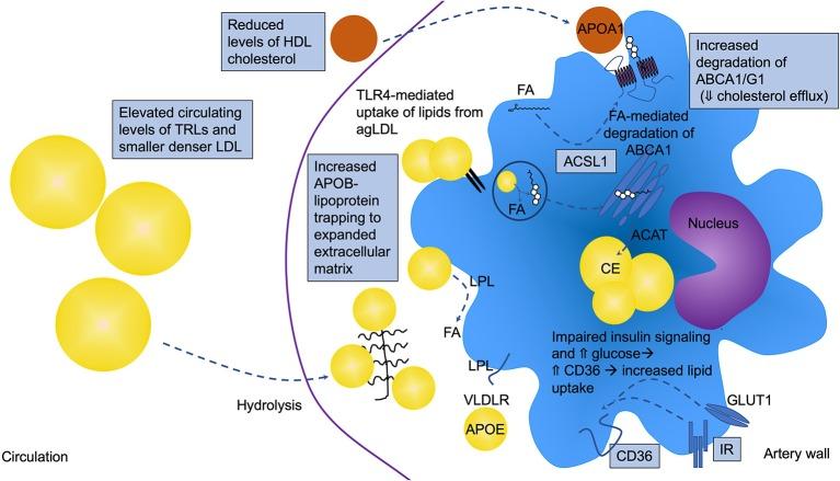 https://cdn.ncbi.nlm.nih.gov/pmc/blobs/8799/7033616/015775d31330/fcvm-07-00010-g0002.jpg