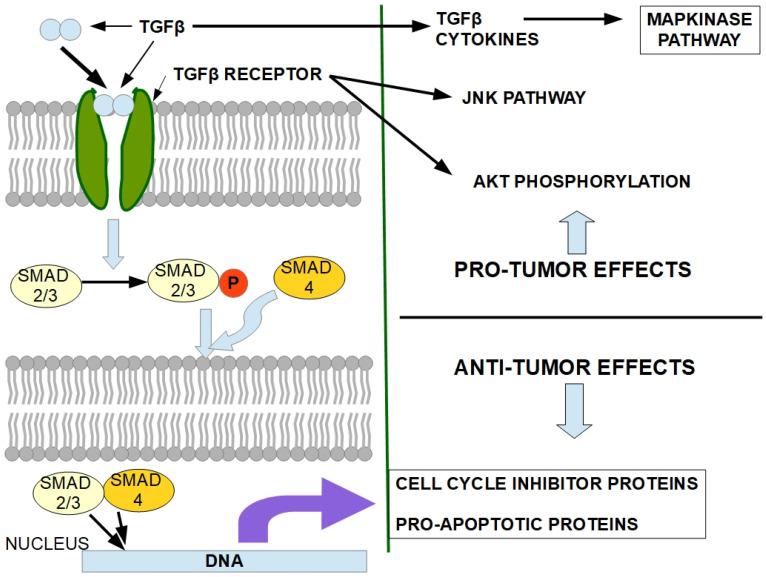 https://cdn.ncbi.nlm.nih.gov/pmc/blobs/879c/11011857/14faa802266d/cells-13-00602-g008.jpg
