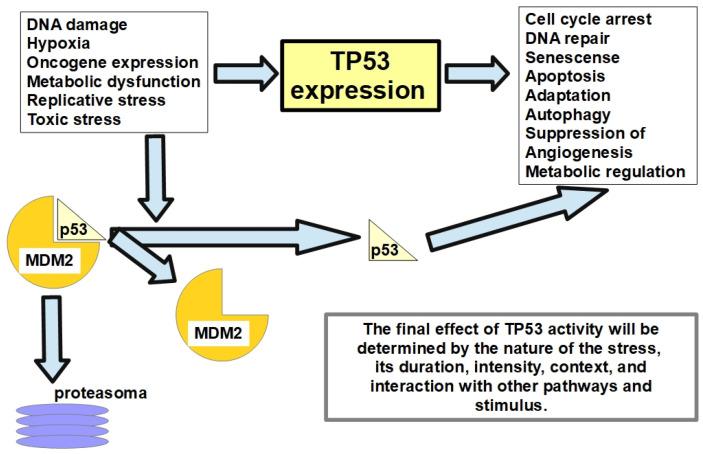 https://cdn.ncbi.nlm.nih.gov/pmc/blobs/879c/11011857/58c773c8c152/cells-13-00602-g005.jpg