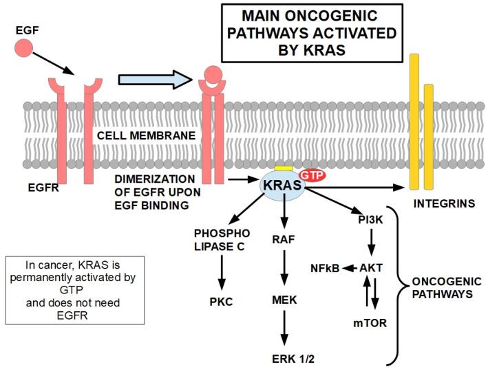 https://cdn.ncbi.nlm.nih.gov/pmc/blobs/879c/11011857/8e9d5ec6cd26/cells-13-00602-g003.jpg