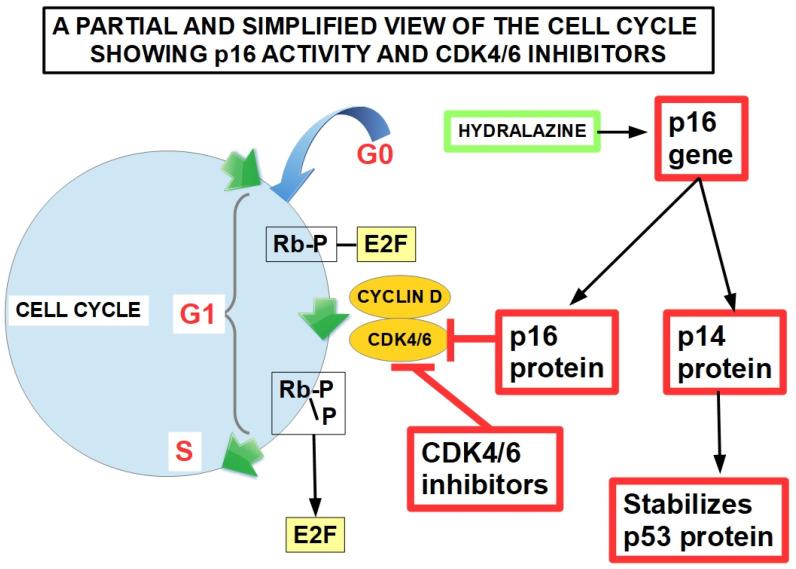 https://cdn.ncbi.nlm.nih.gov/pmc/blobs/879c/11011857/c97f971f768f/cells-13-00602-g007.jpg