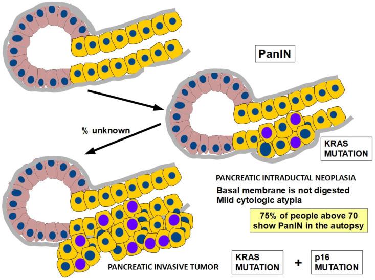 https://cdn.ncbi.nlm.nih.gov/pmc/blobs/879c/11011857/d9a7d2773e4a/cells-13-00602-g009.jpg