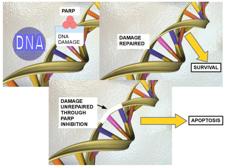 https://cdn.ncbi.nlm.nih.gov/pmc/blobs/879c/11011857/ebf844f4c056/cells-13-00602-g006.jpg