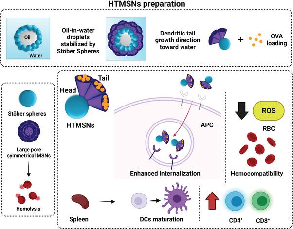 https://cdn.ncbi.nlm.nih.gov/pmc/blobs/87a0/9475525/30fd9f285588/ADVS-9-2200756-g011.jpg