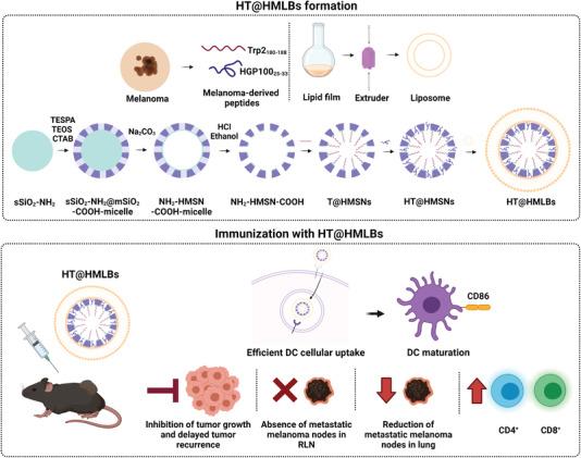 https://cdn.ncbi.nlm.nih.gov/pmc/blobs/87a0/9475525/4e4b707cc32f/ADVS-9-2200756-g013.jpg