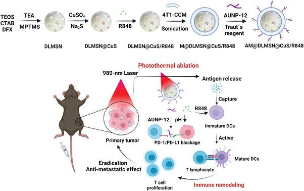 https://cdn.ncbi.nlm.nih.gov/pmc/blobs/87a0/9475525/5fa0e2f6abeb/ADVS-9-2200756-g006.jpg