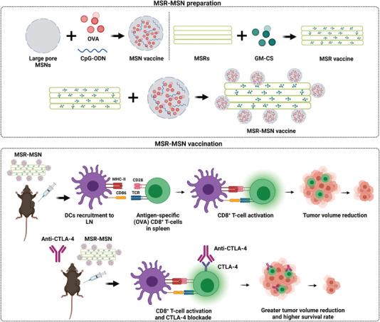 https://cdn.ncbi.nlm.nih.gov/pmc/blobs/87a0/9475525/bd0a80e6616c/ADVS-9-2200756-g001.jpg