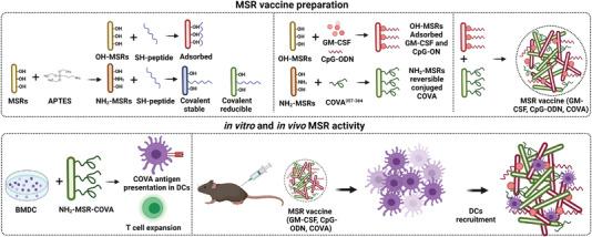 https://cdn.ncbi.nlm.nih.gov/pmc/blobs/87a0/9475525/c686bea5f872/ADVS-9-2200756-g007.jpg