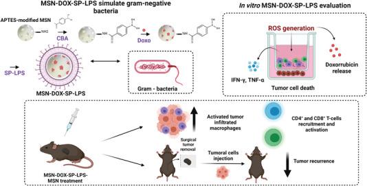 https://cdn.ncbi.nlm.nih.gov/pmc/blobs/87a0/9475525/ea0e792847ed/ADVS-9-2200756-g014.jpg