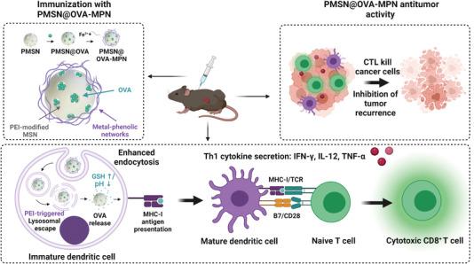 https://cdn.ncbi.nlm.nih.gov/pmc/blobs/87a0/9475525/f09085604653/ADVS-9-2200756-g004.jpg