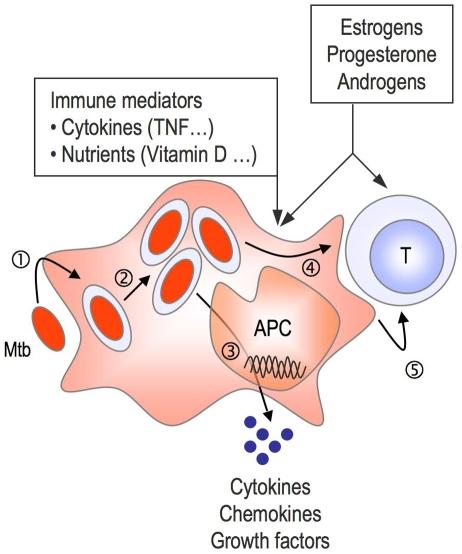 https://cdn.ncbi.nlm.nih.gov/pmc/blobs/87a1/2788129/c83ad6af5e5b/pmed.1000199.g003.jpg