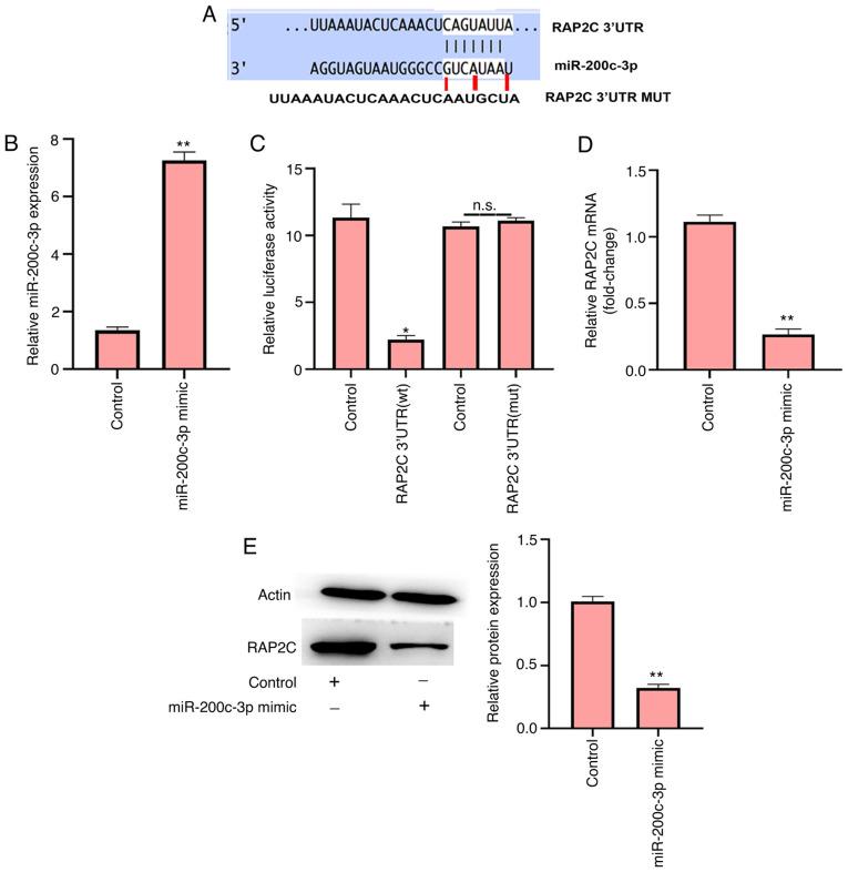https://cdn.ncbi.nlm.nih.gov/pmc/blobs/87a4/8554383/3288913c6651/mmr-24-06-12505-g02.jpg
