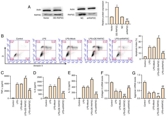 https://cdn.ncbi.nlm.nih.gov/pmc/blobs/87a4/8554383/68658ce5a7a6/mmr-24-06-12505-g03.jpg