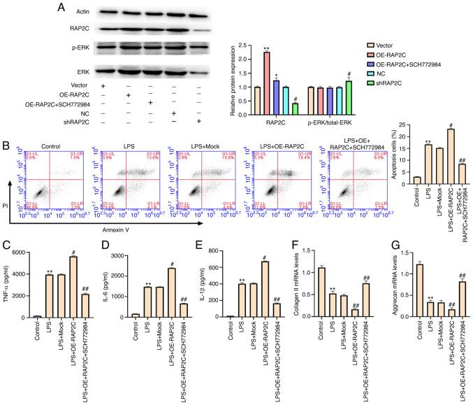 https://cdn.ncbi.nlm.nih.gov/pmc/blobs/87a4/8554383/e947f4188539/mmr-24-06-12505-g04.jpg