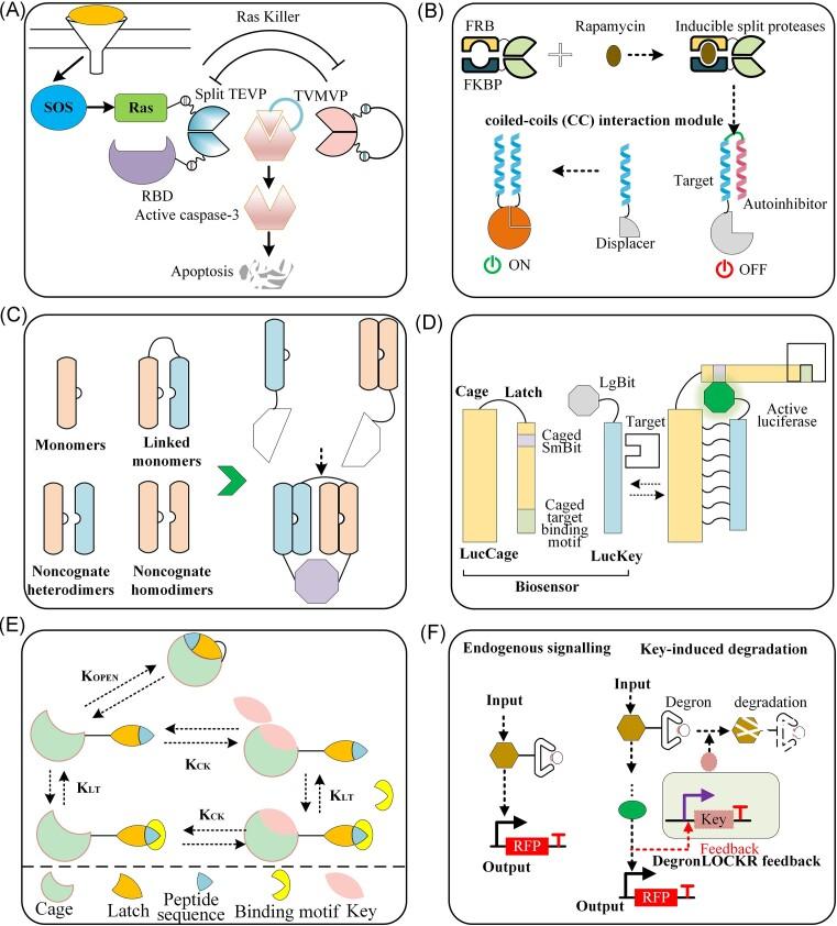 https://cdn.ncbi.nlm.nih.gov/pmc/blobs/87a8/11585282/90bc6cd66f24/fuae026fig5.jpg