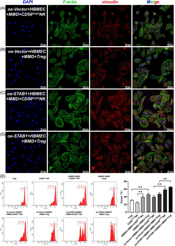 https://cdn.ncbi.nlm.nih.gov/pmc/blobs/87ab/12134390/bfe3cb1fb789/CTM2-15-e70367-g003.jpg