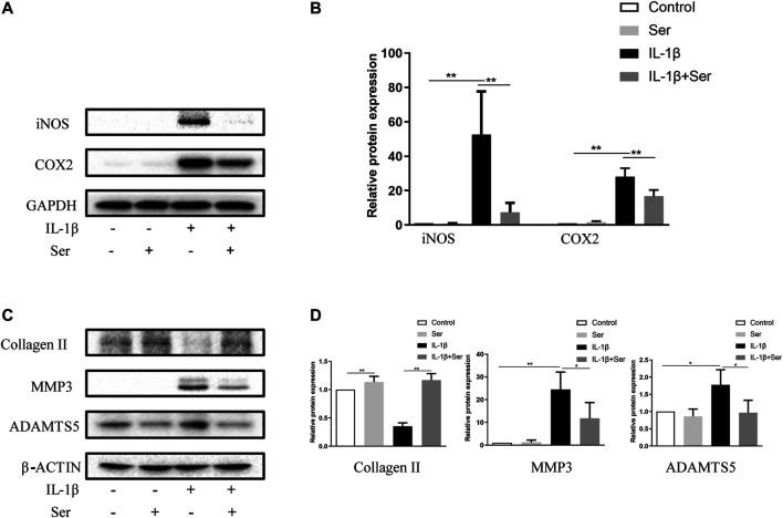 https://cdn.ncbi.nlm.nih.gov/pmc/blobs/87ab/8311523/112323c82a9f/fphar-12-687033-g002.jpg
