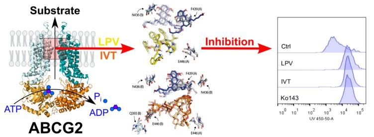 https://cdn.ncbi.nlm.nih.gov/pmc/blobs/87ad/10776880/db3f2c89c9b9/EXCLI-22-1155-g-001.jpg
