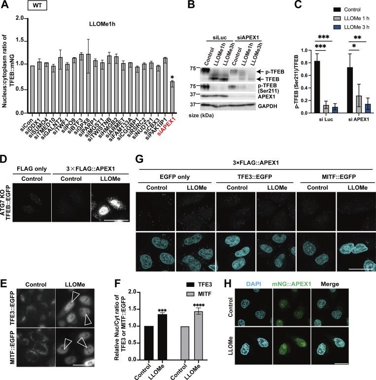 https://cdn.ncbi.nlm.nih.gov/pmc/blobs/87ad/12396377/0ff3a1053a23/jcb_202307079_figs3.jpg