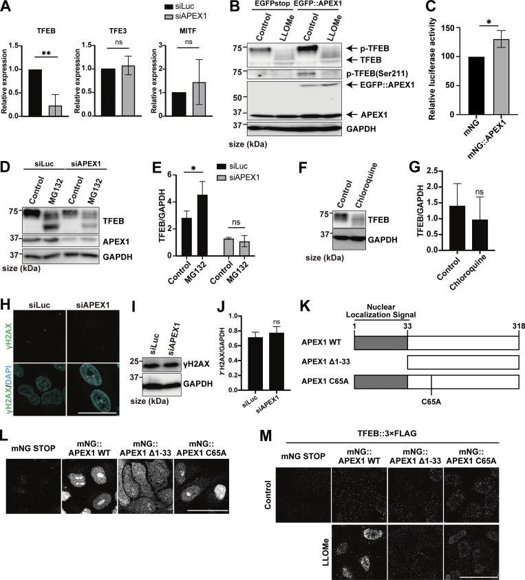 https://cdn.ncbi.nlm.nih.gov/pmc/blobs/87ad/12396377/387db3ff4bc5/jcb_202307079_figs4.jpg