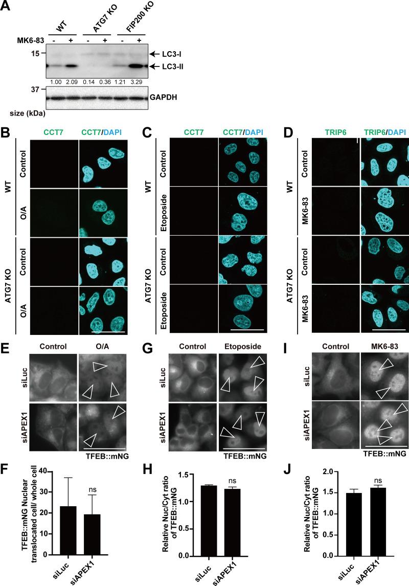 https://cdn.ncbi.nlm.nih.gov/pmc/blobs/87ad/12396377/3c30461c29cd/jcb_202307079_figs7.jpg