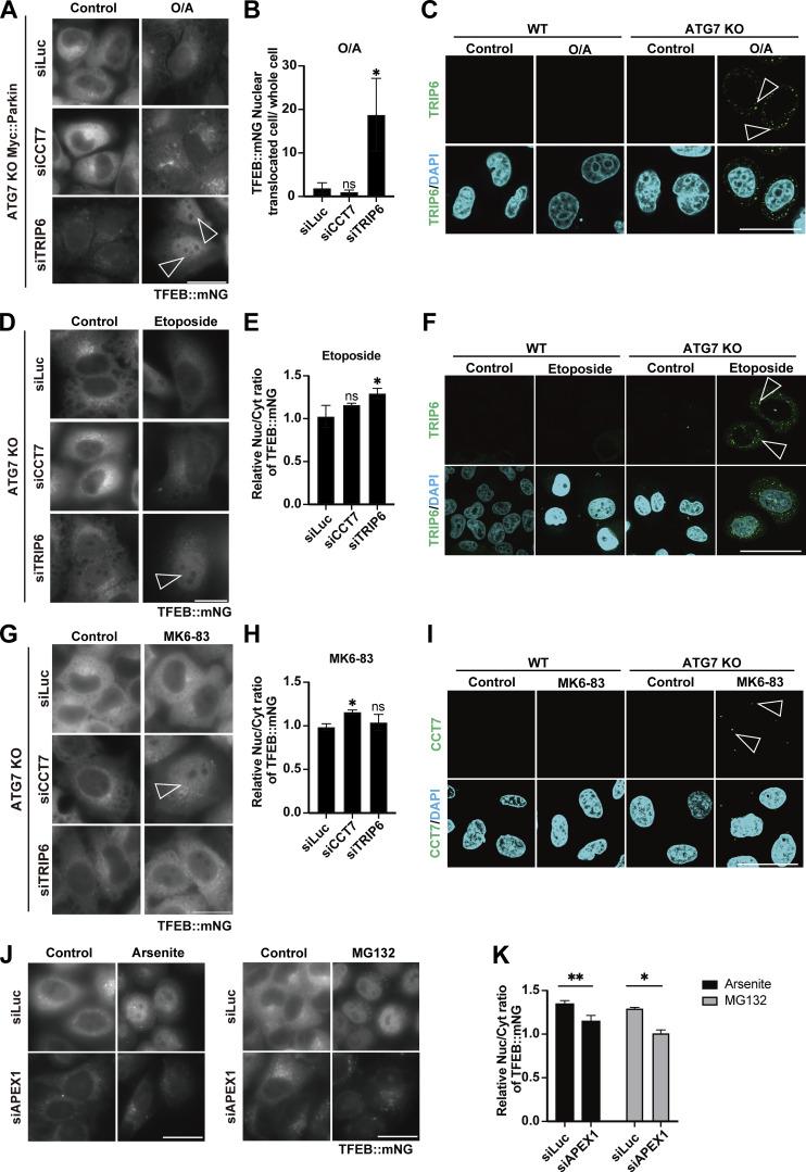 https://cdn.ncbi.nlm.nih.gov/pmc/blobs/87ad/12396377/481f3dbe2895/jcb_202307079_fig5.jpg