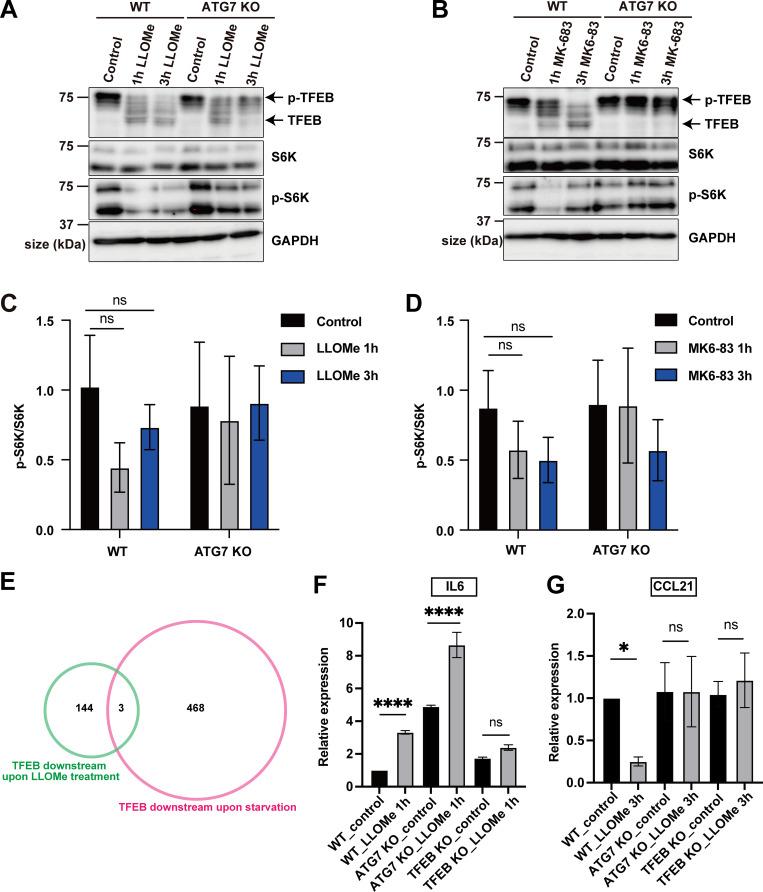 https://cdn.ncbi.nlm.nih.gov/pmc/blobs/87ad/12396377/987166d8b891/jcb_202307079_figs1.jpg