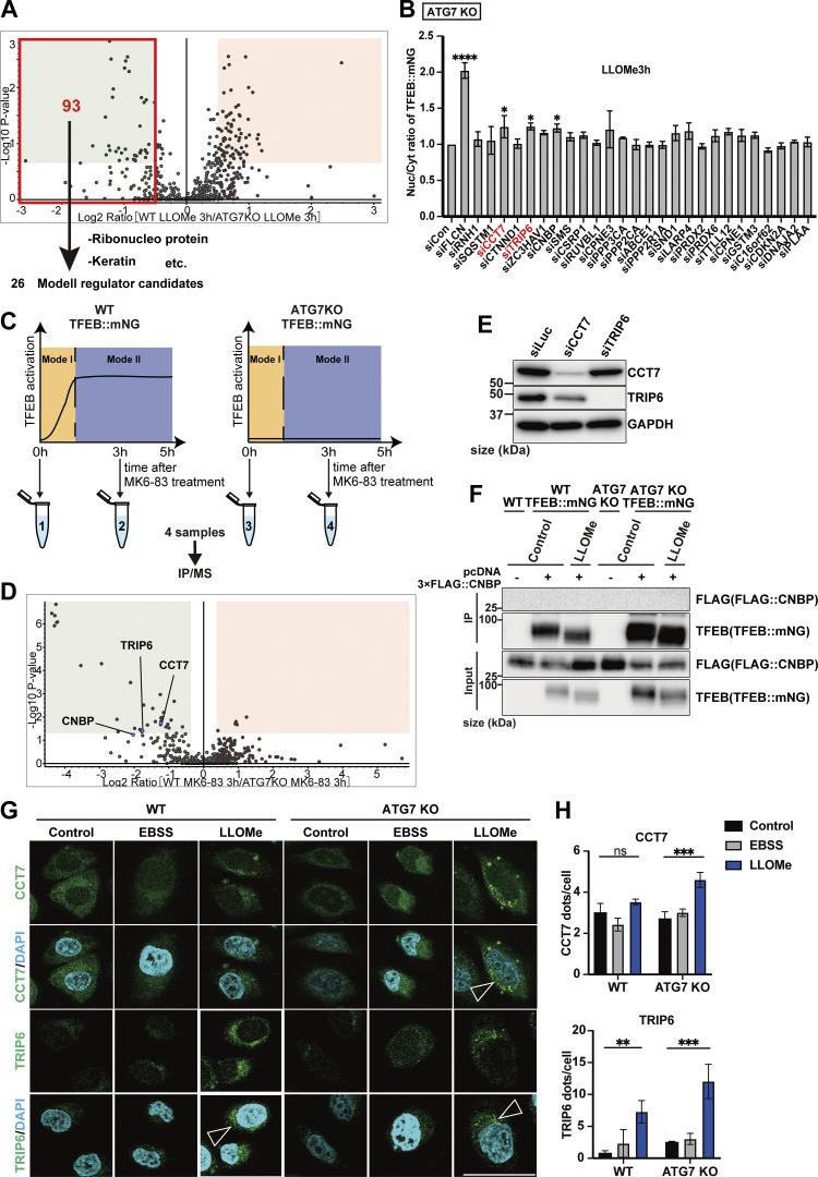 https://cdn.ncbi.nlm.nih.gov/pmc/blobs/87ad/12396377/a3baf553ae98/jcb_202307079_figs5.jpg
