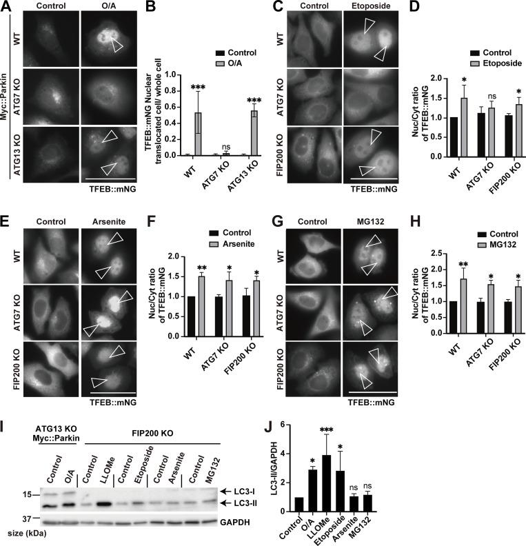 https://cdn.ncbi.nlm.nih.gov/pmc/blobs/87ad/12396377/aa59af67a8e1/jcb_202307079_fig4.jpg