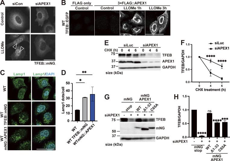 https://cdn.ncbi.nlm.nih.gov/pmc/blobs/87ad/12396377/b815c7a8ed9e/jcb_202307079_fig2.jpg