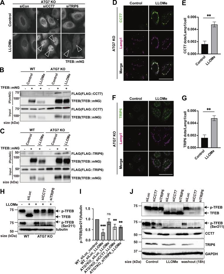 https://cdn.ncbi.nlm.nih.gov/pmc/blobs/87ad/12396377/c9e4a4cb1607/jcb_202307079_fig3.jpg