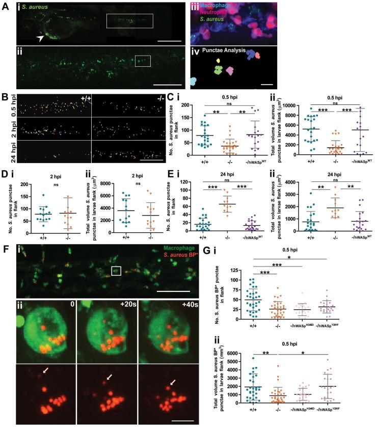 https://cdn.ncbi.nlm.nih.gov/pmc/blobs/87ad/3772384/912a5ac50b16/jcs-126-18-4077-f04.jpg